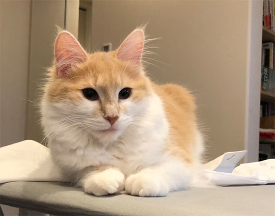 <千歳店>PTAの話題と子供の習い事