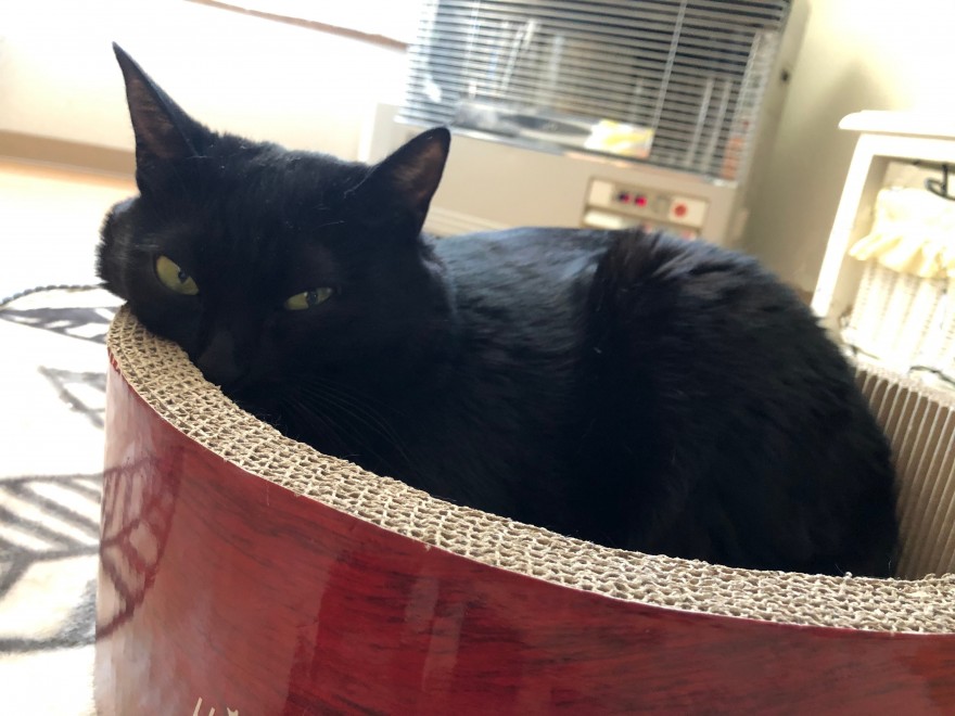 猫