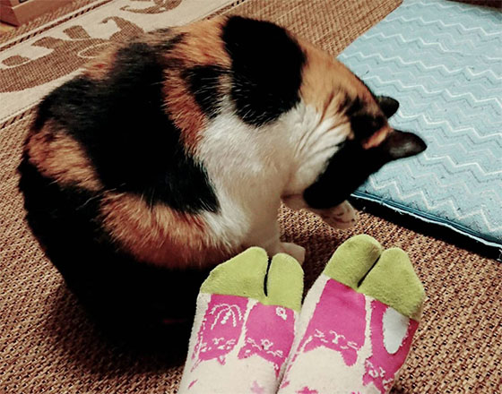 <千歳店>くつ下と猫