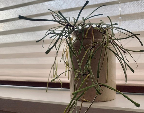 ＜苫小牧店＞生活に自然の要素をプラスする