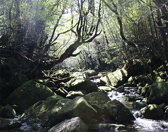 <苫小牧店>世界遺産「屋久島」②