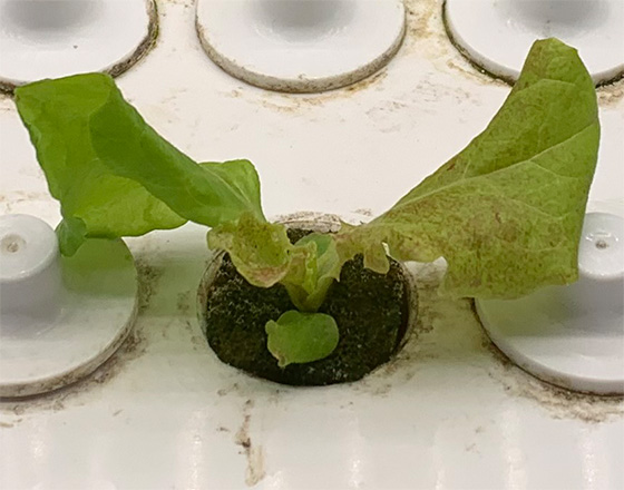 <苫小牧店>部屋で出来る水耕栽培