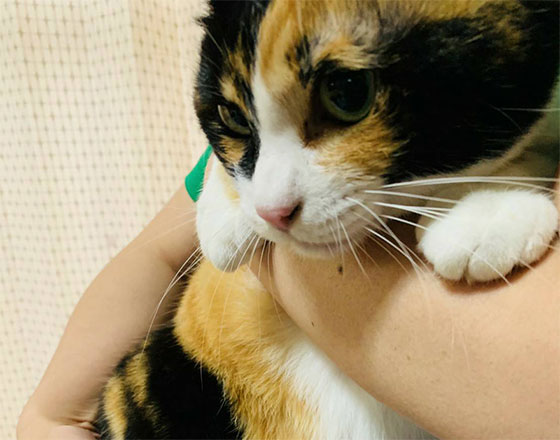 <千歳店>ルーズスキン(猫の腹巻)