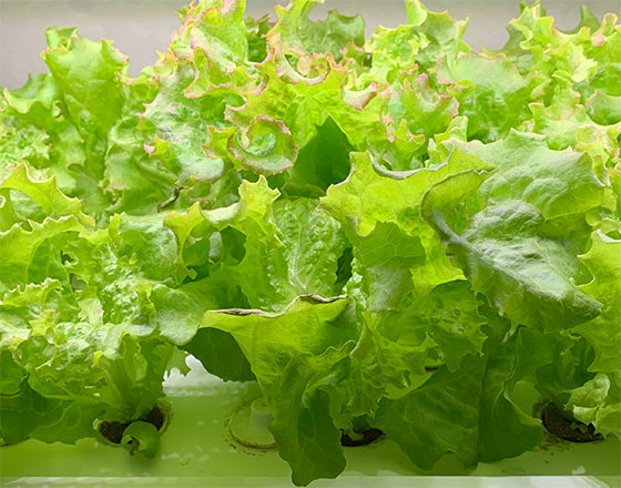 <苫小牧店>グリーンファーム続編