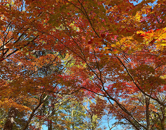 <苫小牧店>紅葉狩り