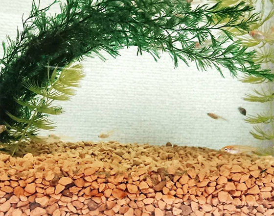 <苫小牧店>めだかクイズ