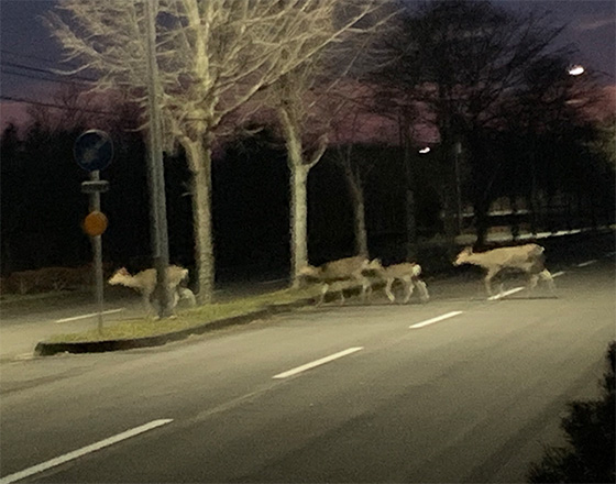 <苫小牧店>シカ