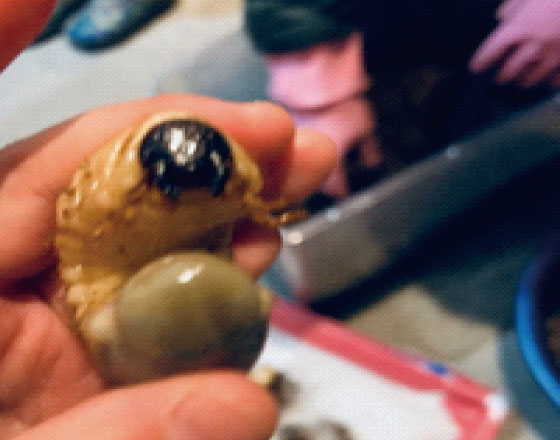 <苫小牧店>こんな時期にカブトムシが!