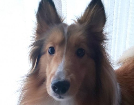 <千歳店>癒しのこどもたち