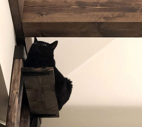 <苫小牧店>キャットウォーク