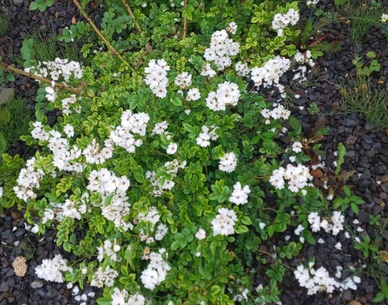 <苫小牧店>☆ばら☆