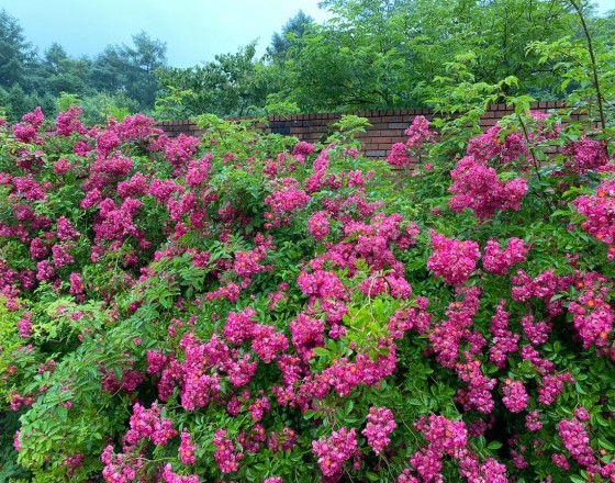 <苫小牧店>癒しの空間