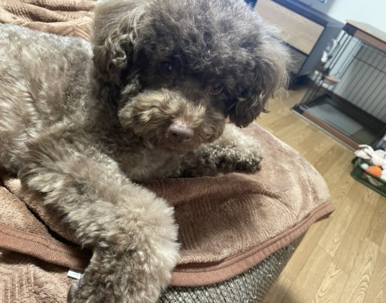 <苫小牧店>ココちゃん