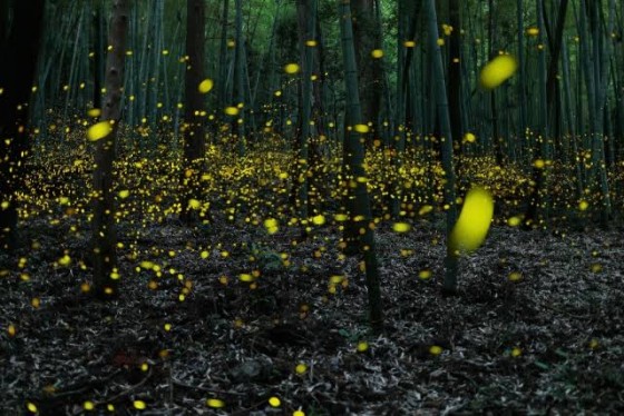 ＜苫小牧店＞蛍