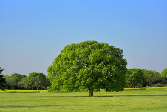 ＜苫小牧店＞グリーン住宅ポイント制度