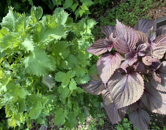 ＜苫小牧店＞紫蘇づくし