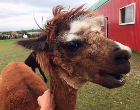 <千歳店>アーズドリーム角山牧場