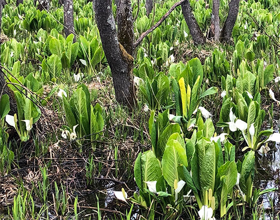 ＜苫小牧店＞湯煙旅情 癒しの旅（日帰り）