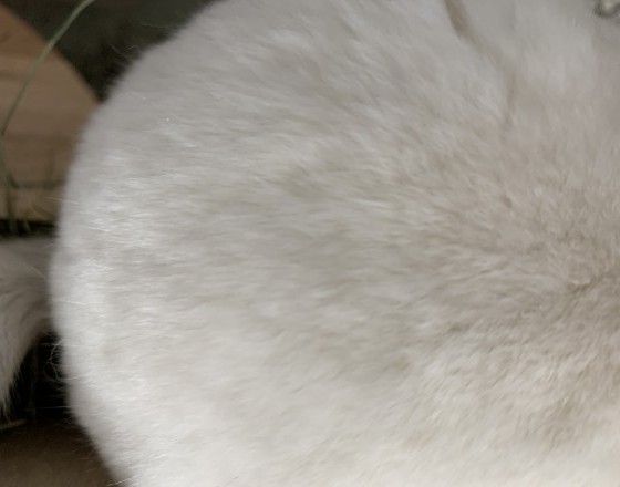 <苫小牧店>☆まるくてふわっふわ☆