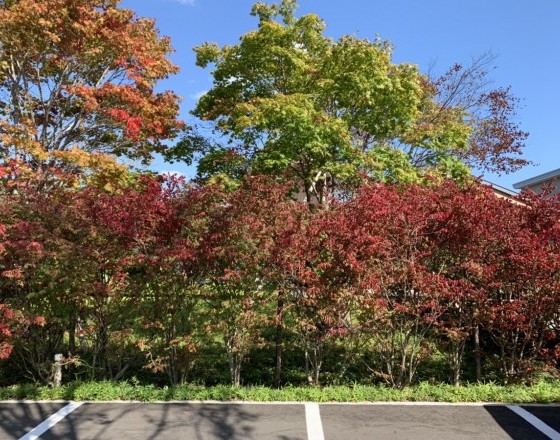<苫小牧店>紅葉シーズン