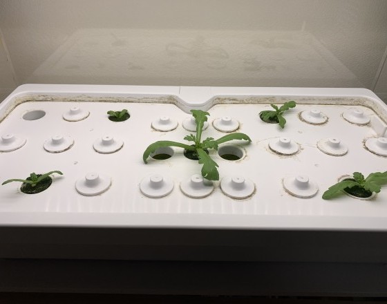 <苫小牧店>グリーンファーム