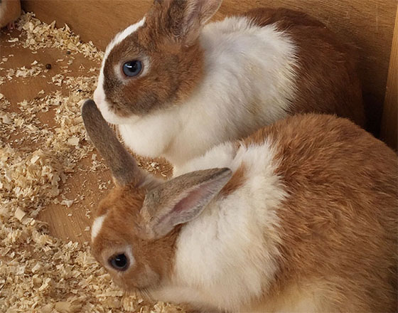 <苫小牧店>移動動物園