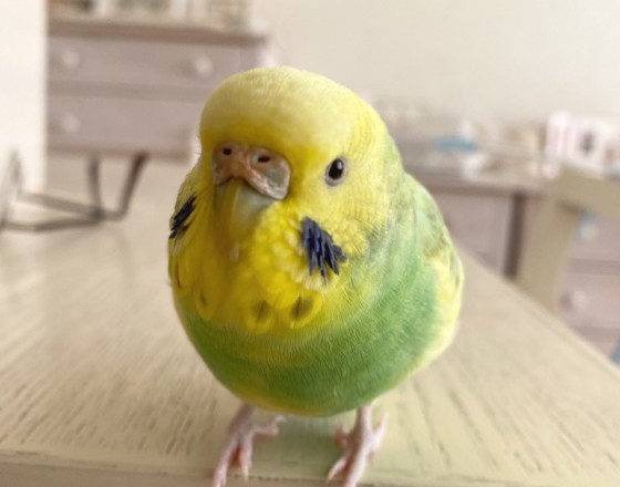 <苫小牧店>最近のポンちゃん!