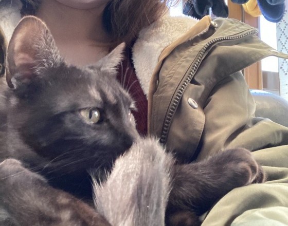 <苫小牧店>ぎゃんかわな猫