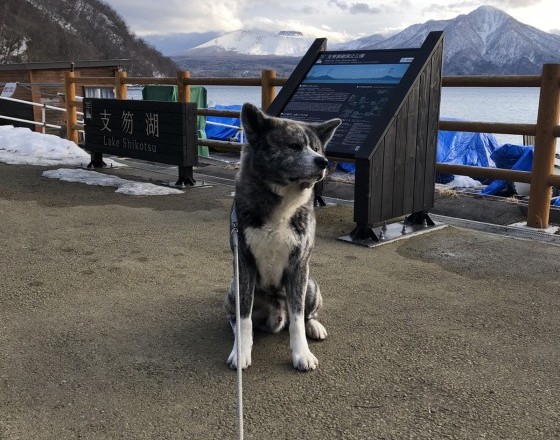 <ライフサロン苫小牧中央店>大型犬の散歩スト