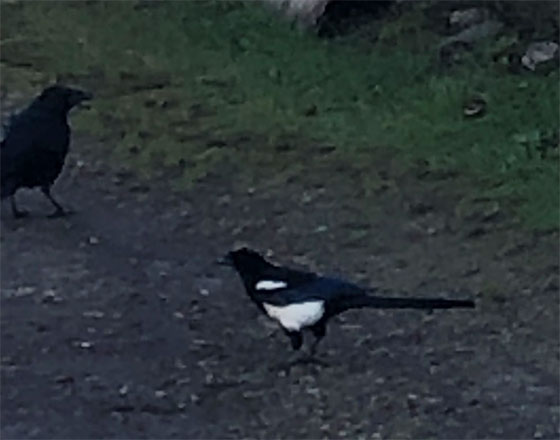 <札幌店>パークゴルフ会場にいた白黒のカラス