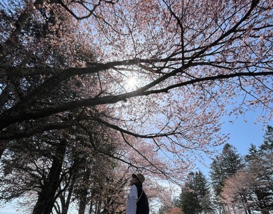 <苫小牧店>しずない桜まつり