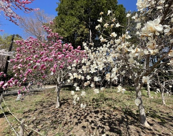 <苫小牧店>丸山の桜