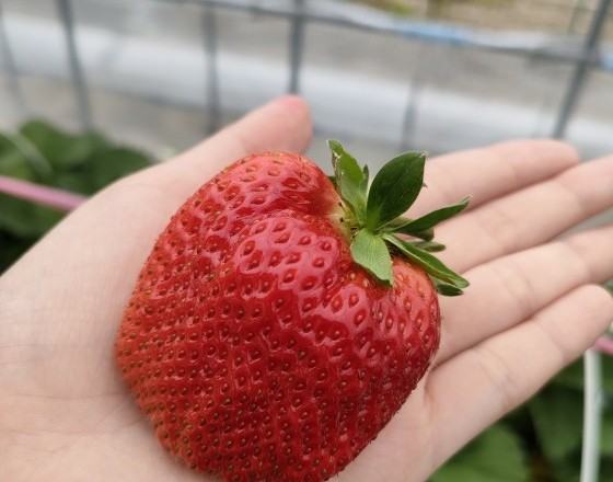 <苫小牧店>いちご狩り