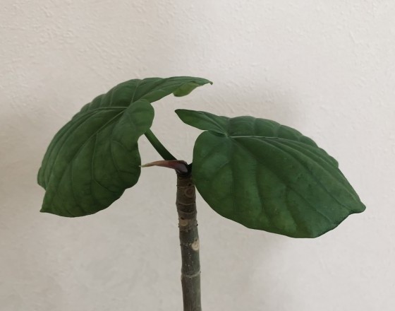 <苫小牧店>植え替えの季節