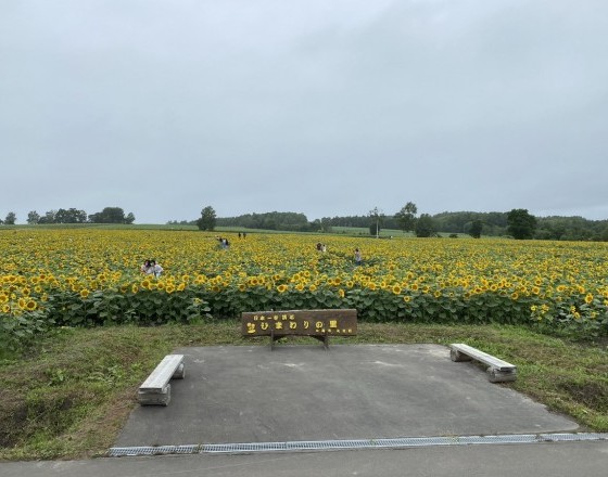 <苫小牧店>ひまわりと動物園!