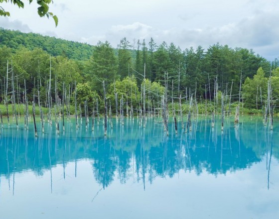 ＜ライフサロン苫小牧中央店＞富良野と美瑛